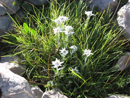 Edelweiss